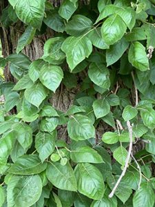Poison ivy growing on tree