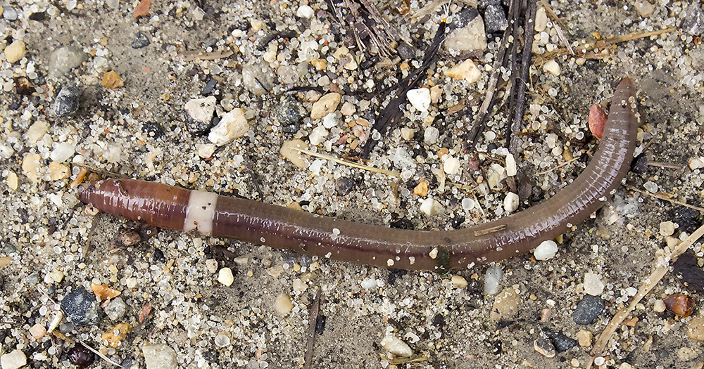 Jumping Worms - North Central Integrated Pest Management Center