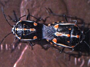 Adult bagrada bugs mating