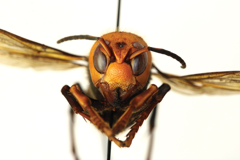 View of pinned northern giant hornet adult from the front.