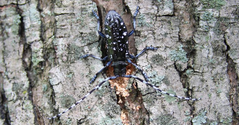 Asian longhorned beetle adult female chewing tree bark to make an oviposition pit