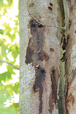 Asian longhorned beetle holes in tree, oviposition pits with sap seeping out.