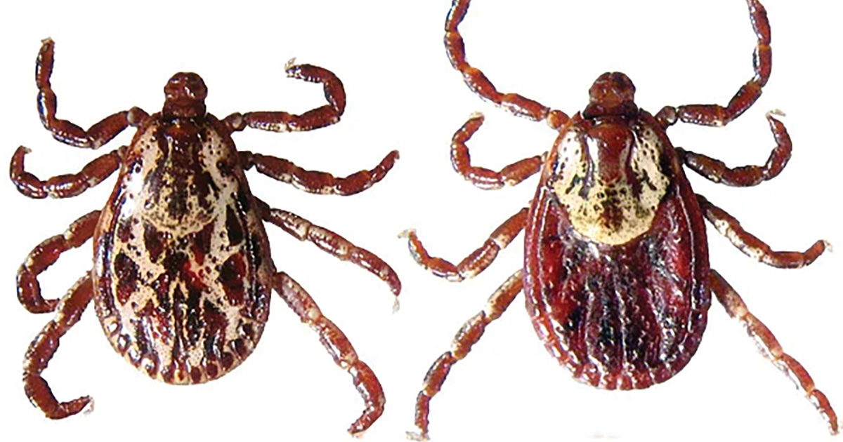 American dog tick adults. Male on left, female on right.