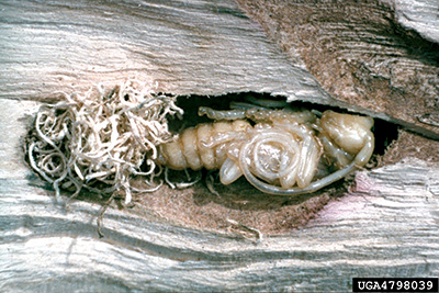 Asian longhorned beetle pupa inside hole in tree.