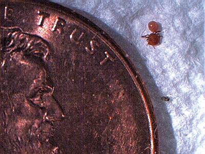 Bagrada egg and early larval stage compared to a penny.