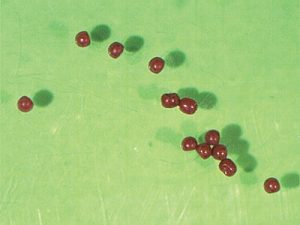 A cluster of red bagrada eggs on green background.