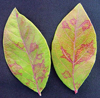 Red line patterns on blueberry leaves due to blueberry scorch virus.