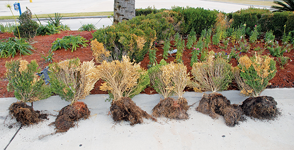 Boxwood plants affected by boxwood dieback that are dug out and laying on sidewalk. Roots look normal despite boxwood blight infection.