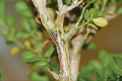 Stem discoloration from Boxwood Dieback disease.