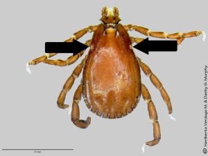 Brown dog tick with arrows pointing to “eyes” on sides of the body.