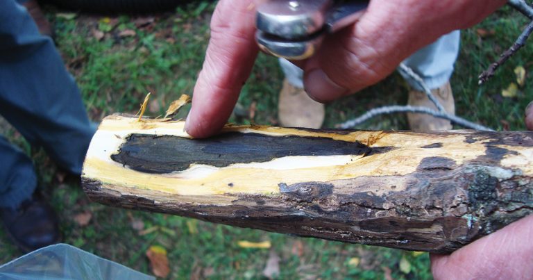 Black walnut tree limb with inner layers of bark exposed.