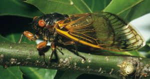 Adult cicada with red eyes sitting on branch.