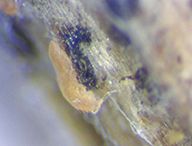 Boxwood twig infected with boxwood dieback disease; close up showing conidia.