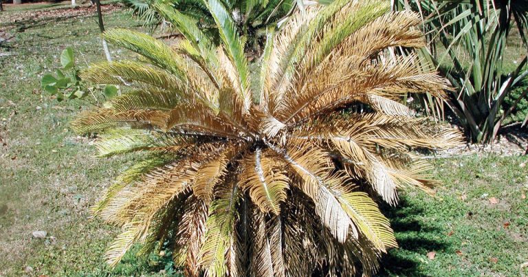 Cycad infested with cycad aulacaspis scale.