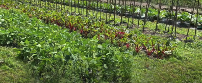 D Town Urban Farm showing several rows of annual vegetables