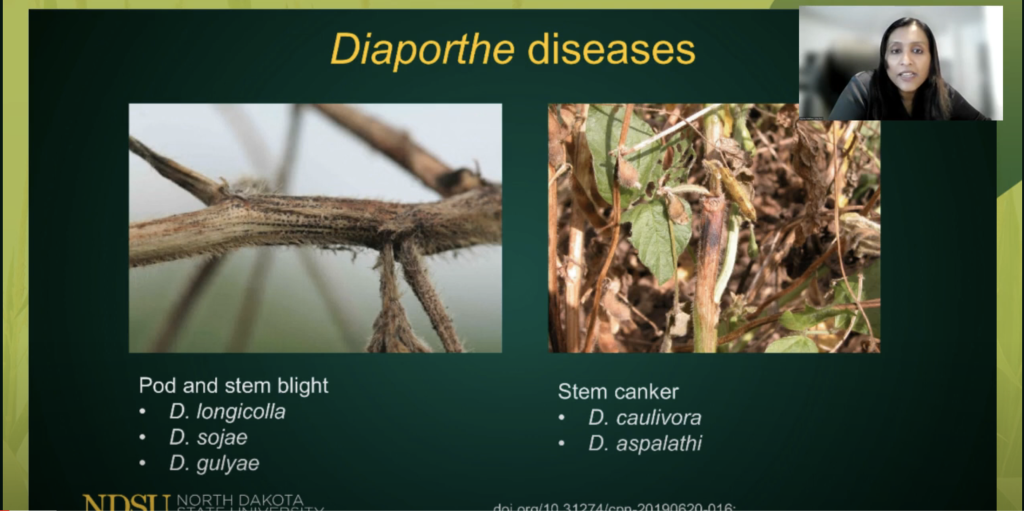 Dr. Febina Mathew sharing details about Diaporthe diseases in soybeans