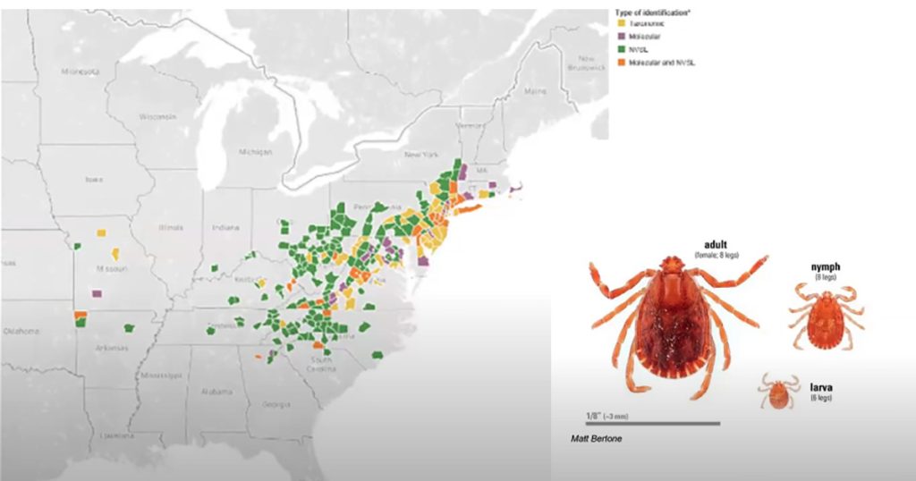 Asian longhorned tick adult, nymph, and larva next to a map of locations they have been found in the United States