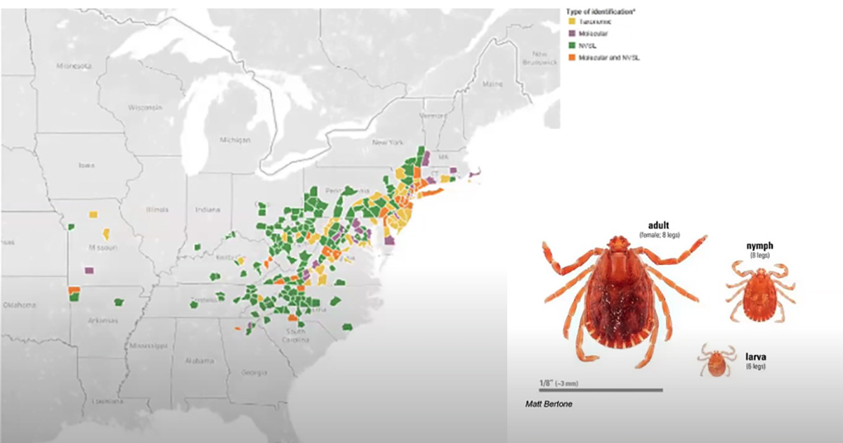 Asian longhorned tick adult, nymph, and larva next to a map of locations they have been found in the United States