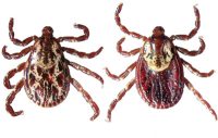 American dog tick. Adult male on left; adult female on right.