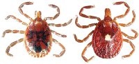 Lone star tick. Adult male on left; adult female on right.