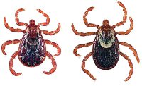 Rocky Mountain Wood Tick Adult male on left; adult female on right.