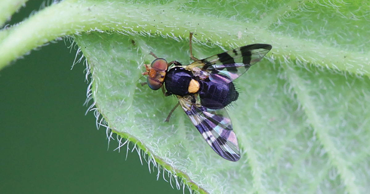 Adult European cherry fruit fly on leaf.