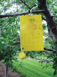 European cherry fruit fly sticky trap hanging in tree with trapped flies.