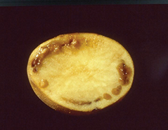 Potato cut in half showing damage from Ralstonia solanacerum.