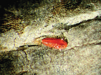 Lobate lac scale, first instar