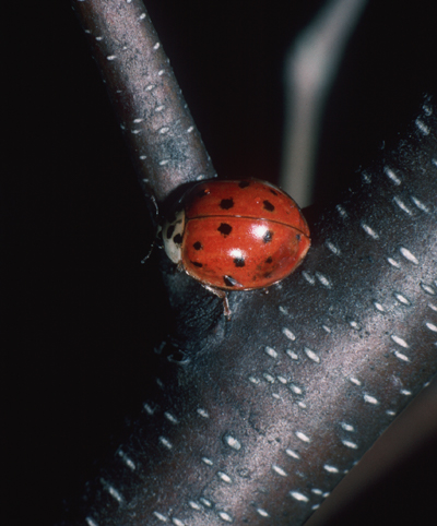 Multicolored Asian lady beetle adult on branch.