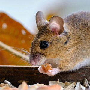 Close-up of mouse eating seed