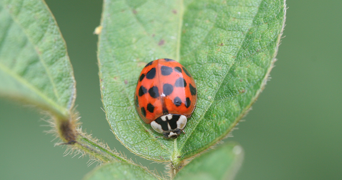 Multicolored Asian lady beetle adult on soybean leaf.