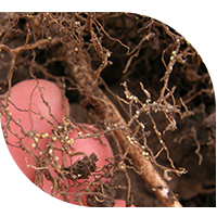 Soybean cyst nematodes.