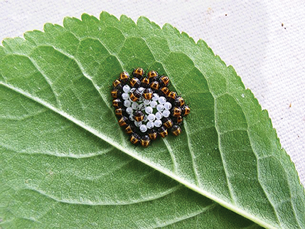 Brown marmorated stink bug eggs surrounded by hatching nymphs.