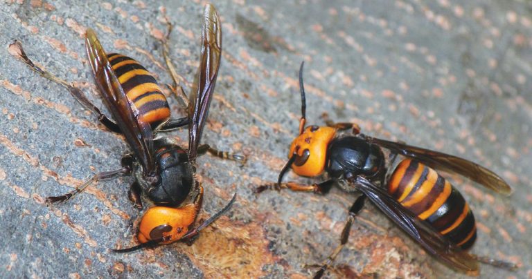 Two northern giant hornet adults on tree.