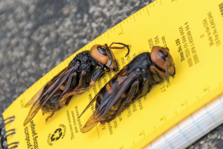 Two dead adult northern giant hornets laying on yellow research notebook.
