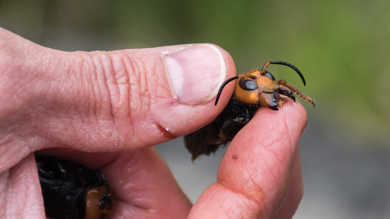 Man holding northern giant hornet between thumb and index finger showing mandible