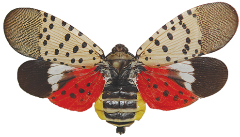 Adult spotted lanternfly with wings spread, dorsal view.