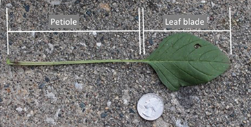 Palmer amaranth leaf showing petiole length is longer than leaf blade.