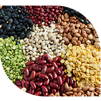 Many varieties of dry beans.