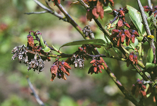Blighted flowers remain attached for a long rime on Blueberry scorch virus-infected plants.
