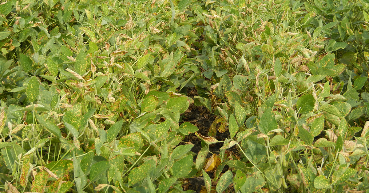 Yellowing leaves and plants due to sudden death syndrome in soybean field.