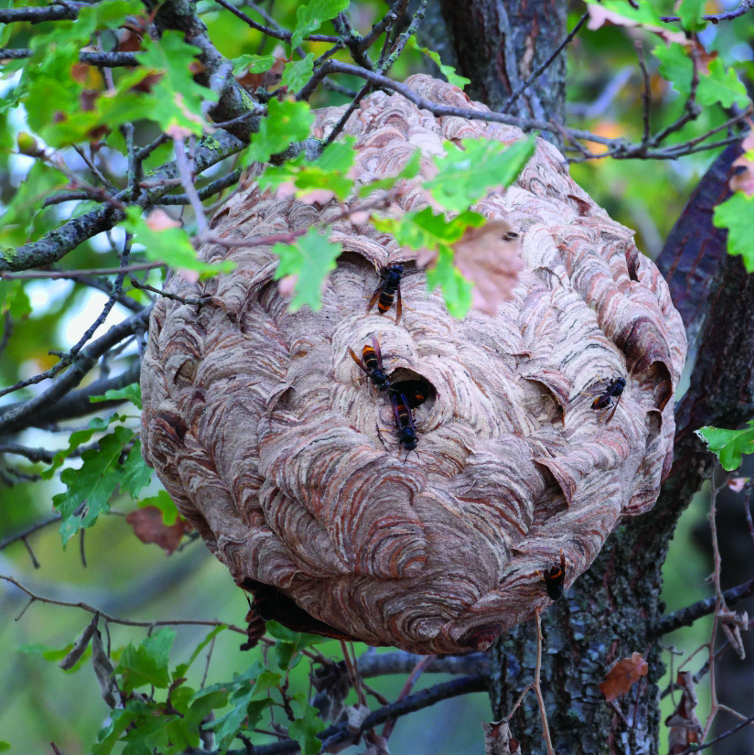 Yellow-Legged Hornet - North Central Integrated Pest Management Center