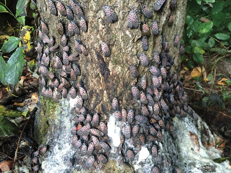 Adult spotted lanternflies aggregating and feeding near the bottom of a tree of heaven.