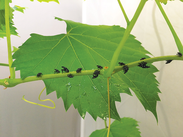 Several black spotted lanternfly nymphs on leaf.