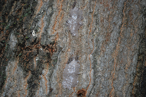 Egg masses of spotted lanternfly covered by waxy deposits on the side of a tree.
