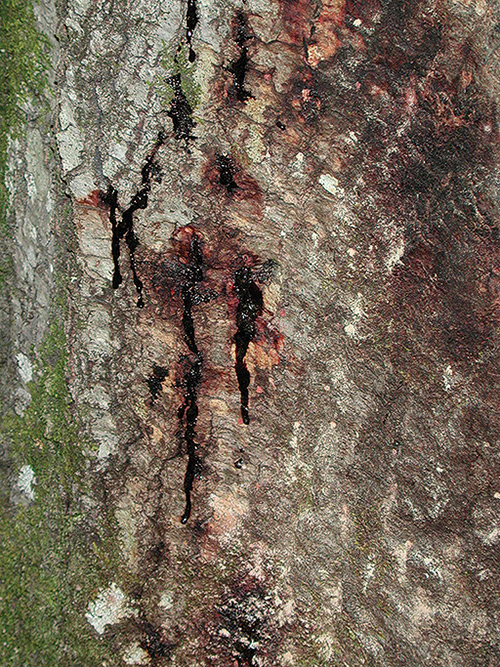 Close up of bark showing vertical gashes due to disease.