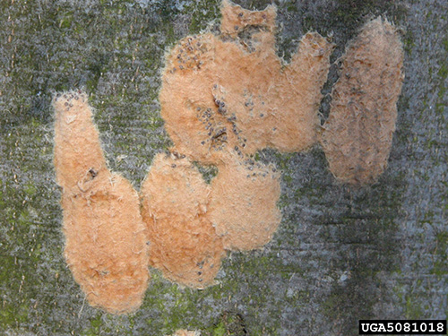 Clay-colored spongy moth egg masses on tree bark.