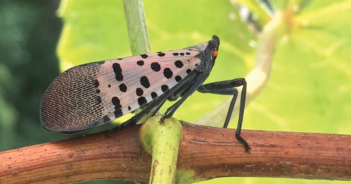 Adult spotted lanternfly on grape vine.