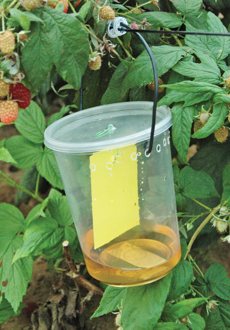 Yellow sticky trap in clear container hanging on raspberry bush.